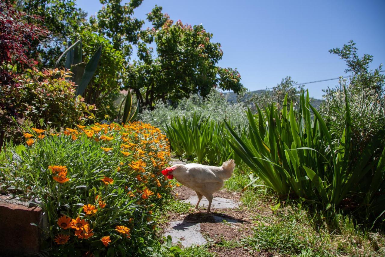 Pietrantica - Affittacamere Con Giardino Nuova Apertura A Trebiano -Citr Exterior foto